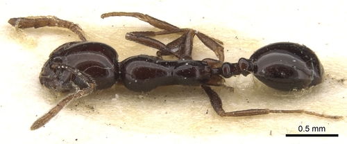 Monomorium boltoniMonomorium boltoni