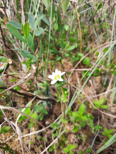 Swamp Gentian