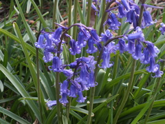 Hyacinthoides non-scripta