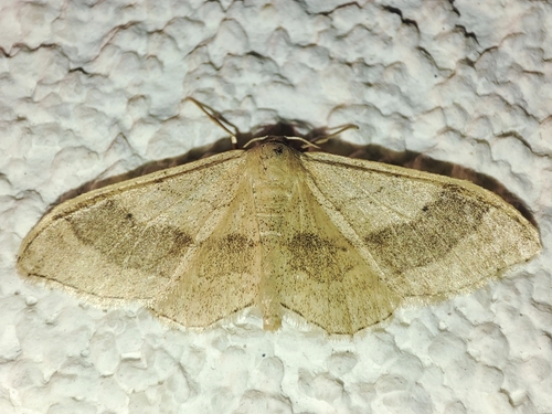 Riband Wave
