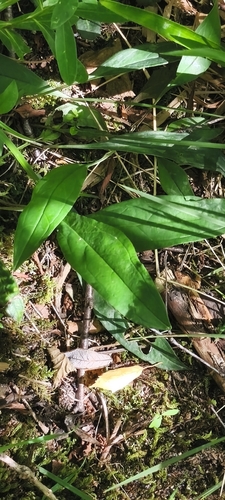 Omphalodes nitida, photograph 2