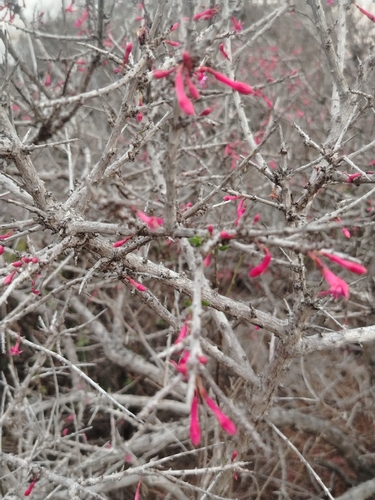 Fuchsia lycioides, photograph 4