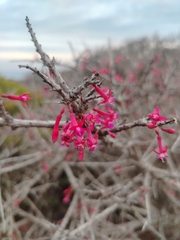Fuchsia lycioides, photograph author not stated, no rights reserved