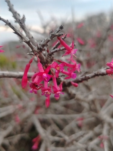 Fuchsia lycioides, photograph 6