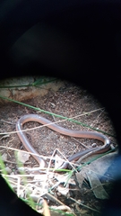 Cryptophis pallidiceps