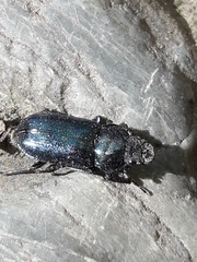 Platycerus caraboides