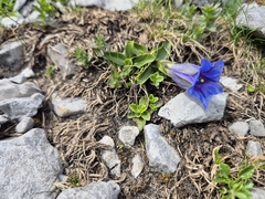 Gentiana clusii, photograph (c) Stefan Ehl, some rights reserved (CC BY)