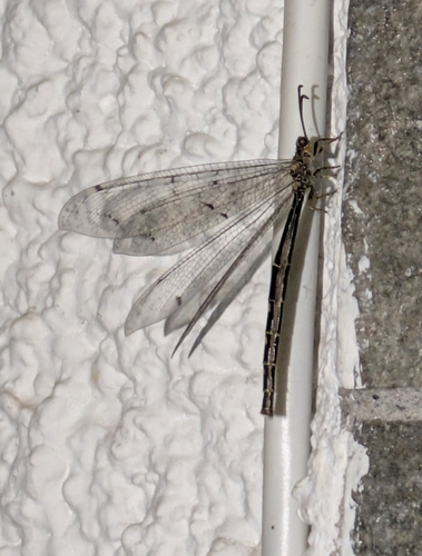 Four-spotted antlion