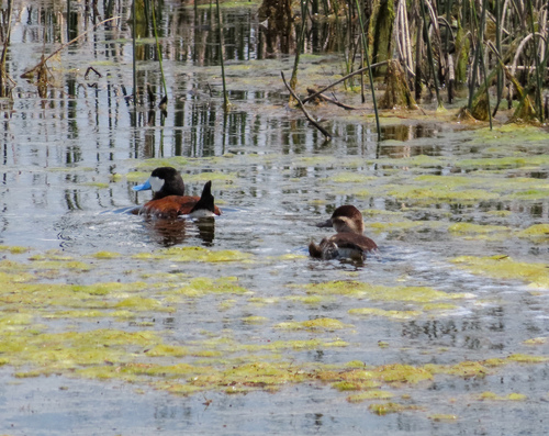 Ruddy Duck