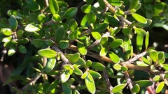 Coprosma ×cunninghamii