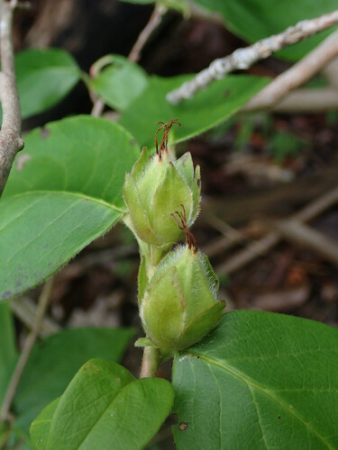 Stewartia ovata, photograph 4