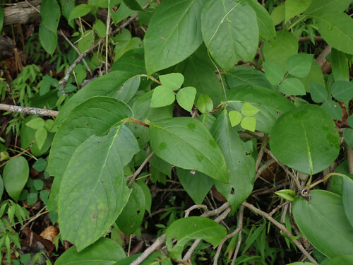 Stewartia ovata, photograph 5