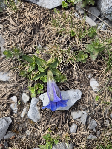 Gentiana clusii, photograph 5