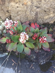 Micranthes eriophora