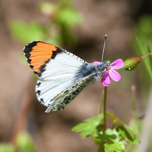 Julia Orangetip photo 5