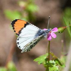 Anthocharis julia flora
