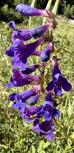 Penstemon mensarum, photograph 5