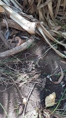 Cryptophis pallidiceps