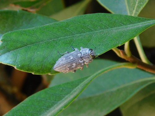 Merkel Buprestid