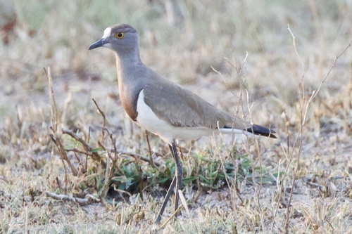 Senegal Lapwing (Vanellus lugubris), photo 9