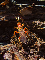 Spilichneumon