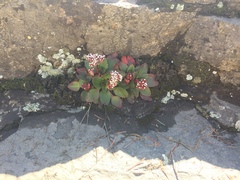 Micranthes eriophora