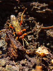 Spilichneumon
