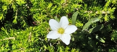 Arenaria montana, photograph (c) Jose Castro, some rights reserved (CC BY)