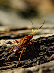 Spilichneumon