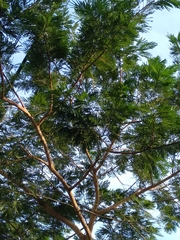Albizia niopoides