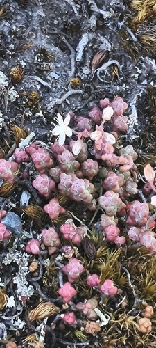 Sedum brevifolium, photograph 2