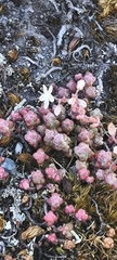Sedum brevifolium, photograph (c) Jose Castro, some rights reserved (CC BY)