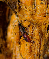 Cratichneumon paratus