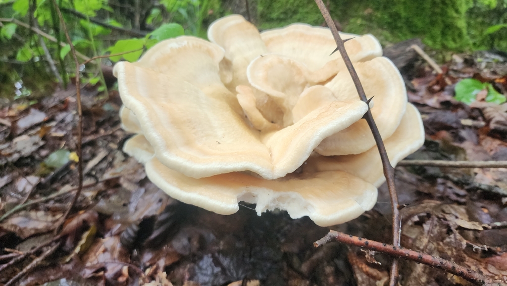 Berkeley's Polypore · July 2026 · photo: Photo: (c) Kevin Andros, some rights reserved (CC BY) · iNaturalist