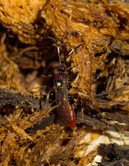 Cratichneumon paratus