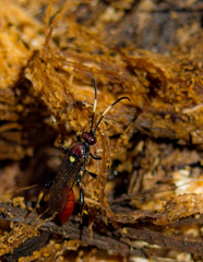 Cratichneumon paratus