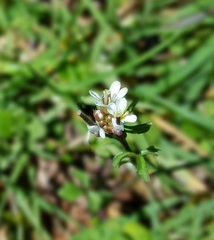 Cardamine hirsuta