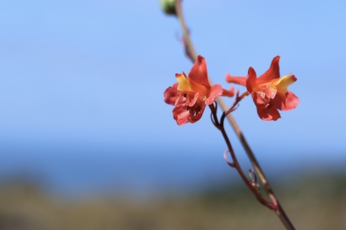 Delphinium cardinale, photograph 6