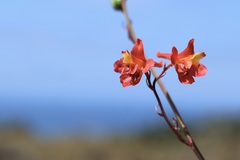 Delphinium cardinale, photograph author not stated, no rights reserved