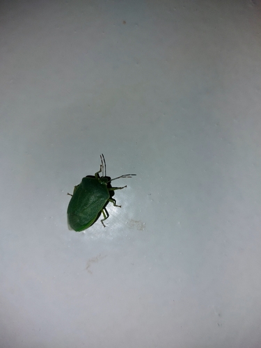 Southern Green Stink Bug