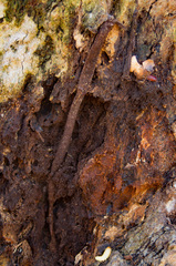 Atypidae