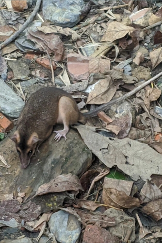 Common Brown Four-eyed Opossum