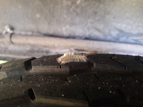 White-marked Tussock Moth