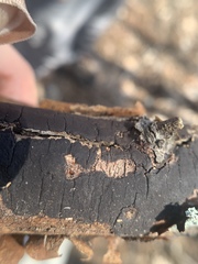 Dialonectria episphaeria