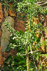 Quiabentia verticillata