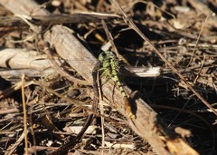 Arigomphus