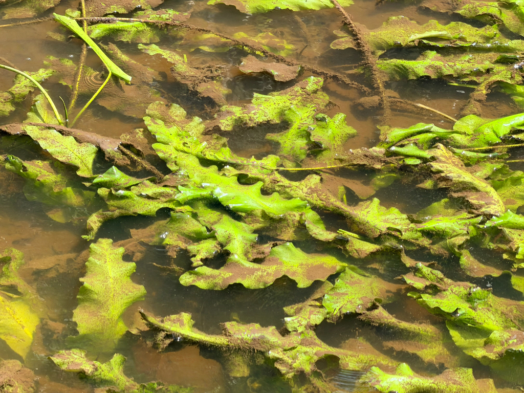 Nuphar sagittifolia; photograph (c) Sue Ann Kendall, some rights reserved (CC BY)