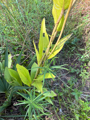 Rudbeckia texana, photograph author not stated, no rights reserved