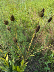 Rudbeckia texana, photograph author not stated, no rights reserved