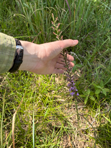Liatris acidota, photograph 4